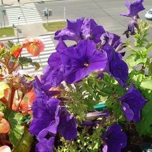 Meet your Posher, Gexam